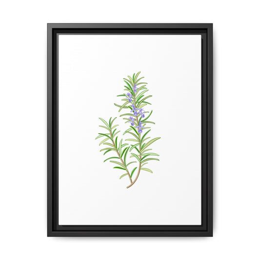 Rosemary - Herbs collection - white background - Matte Canvas, Framed (Multi-color)