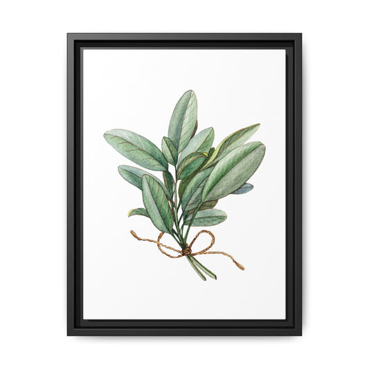 Sage - Herbs collection - White background - Matte Canvas, Framed (Multi-color)